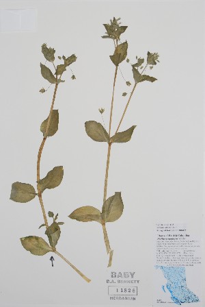  ( - BABY-11528)  @11 [ ] by (2020) Unspecified B.A. Bennett Herbarium (BABY)