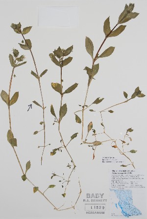  ( - BABY-11529)  @11 [ ] by (2020) Unspecified B.A. Bennett Herbarium (BABY)