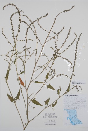  ( - BABY-11531)  @11 [ ] by (2020) Unspecified B.A. Bennett Herbarium (BABY)