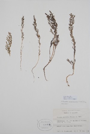  (Suaeda calceoliformis - BABY-05860)  @11 [ ] by (2020) Unspecified B.A. Bennett Herbarium (BABY)