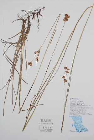  ( - BABY-11535)  @11 [ ] by (2020) Unspecified B.A. Bennett Herbarium (BABY)