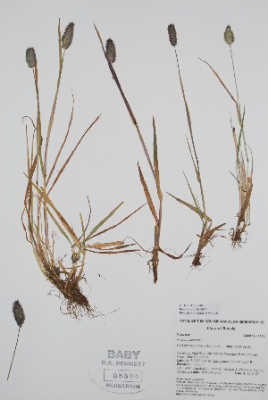  ( - BABY-08398)  @11 [ ] by (2020) Unspecified B.A. Bennett Herbarium (BABY)