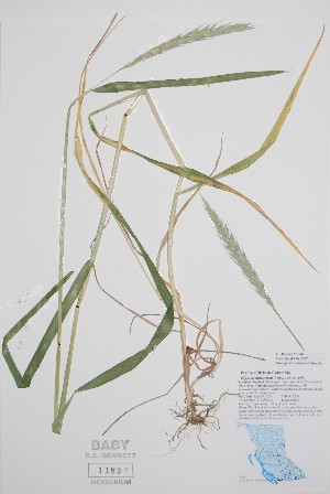  ( - BABY-11537)  @11 [ ] by (2020) Unspecified B.A. Bennett Herbarium (BABY)