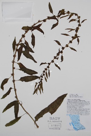  ( - BABY-11539)  @11 [ ] by (2020) Unspecified B.A. Bennett Herbarium (BABY)