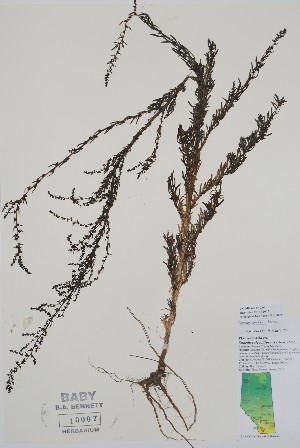  ( - BABY-10007)  @11 [ ] by (2020) Unspecified B.A. Bennett Herbarium (BABY)