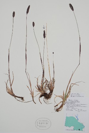  ( - BABY-04619)  @11 [ ] by (2020) Unspecified B.A. Bennett Herbarium (BABY)