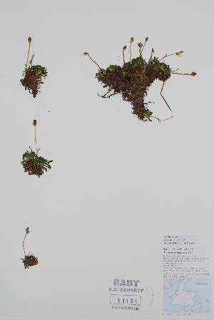  ( - BABY-11151)  @11 [ ] by (2020) Unspecified B.A. Bennett Herbarium (BABY)