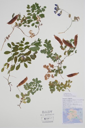  ( - CCDB-42644-A2)  @11 [ ] by (2023) Unspecified B.A. Bennett Herbarium (BABY)