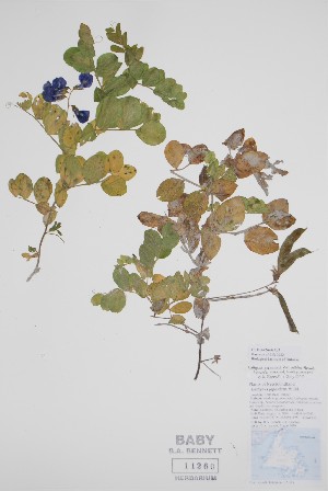  ( - CCDB-42644-A3)  @11 [ ] by (2023) Unspecified B.A. Bennett Herbarium (BABY)