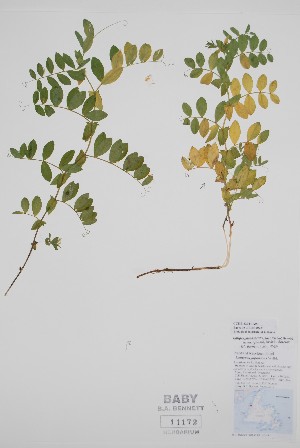  ( - CCDB-42644-A4)  @11 [ ] by (2023) Unspecified B.A. Bennett Herbarium (BABY)