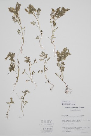  (Artemisia annua - CCDB-42644-A6)  @11 [ ] by (2023) Unspecified B.A. Bennett Herbarium (BABY)