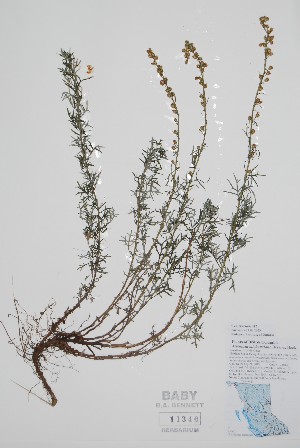  ( - CCDB-42644-B12)  @11 [ ] by (2023) Unspecified B.A. Bennett Herbarium (BABY)