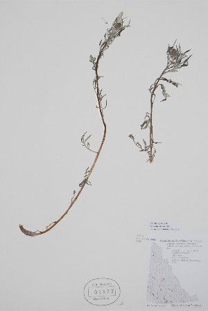  ( - CCDB-42644-C1)  @11 [ ] by (2023) Unspecified B.A. Bennett Herbarium (BABY)