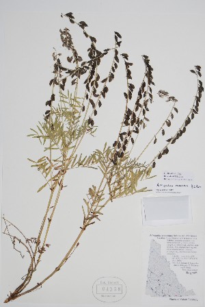  (Astragalus eucosmus - CCDB-42644-C12)  @11 [ ] by (2023) Unspecified B.A. Bennett Herbarium (BABY)