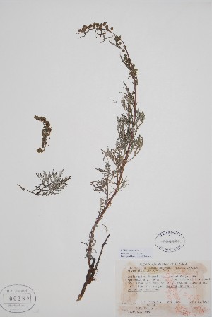  ( - CCDB-42644-C3)  @11 [ ] by (2023) Unspecified B.A. Bennett Herbarium (BABY)