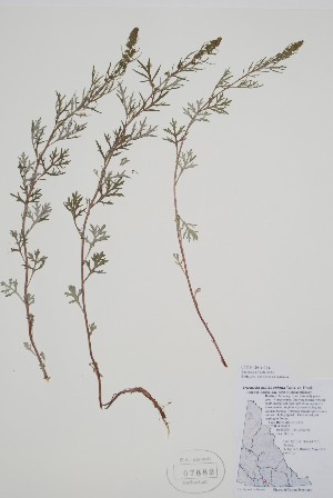  ( - CCDB-42644-C4)  @11 [ ] by (2023) Unspecified B.A. Bennett Herbarium (BABY)