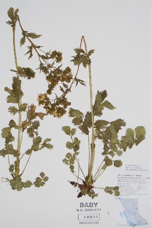  (Drymocallis - CCDB-42644-D12)  @11 [ ] by (2023) Unspecified B.A. Bennett Herbarium (BABY)