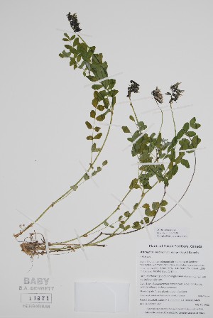  (Astragalus robbinsii - CCDB-42644-D4)  @11 [ ] by (2023) Unspecified B.A. Bennett Herbarium (BABY)