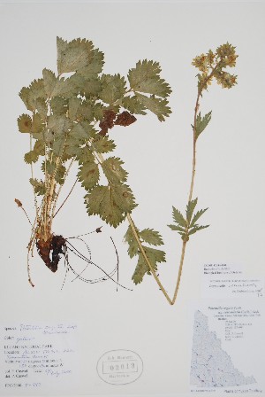  (Drymocallis - CCDB-42644-E1)  @11 [ ] by (2023) Unspecified B.A. Bennett Herbarium (BABY)