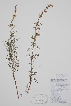  ( - CCDB-42644-E5)  @11 [ ] by (2023) Unspecified B.A. Bennett Herbarium (BABY)