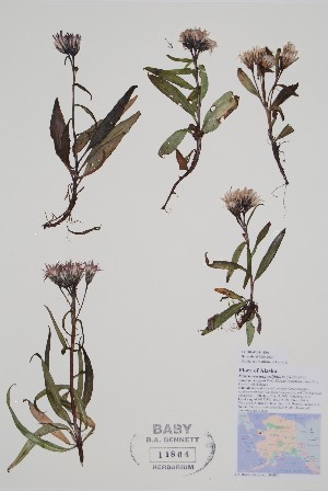  (Saussurea angustifolia - CCDB-42644-E6)  @11 [ ] by (2023) Unspecified B.A. Bennett Herbarium (BABY)