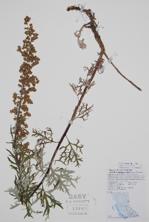  ( - CCDB-42644-E8)  @11 [ ] by (2023) Unspecified B.A. Bennett Herbarium (BABY)