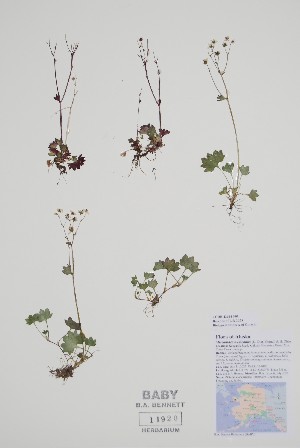  (Micranthes nudicaulis - CCDB-42644-F1)  @11 [ ] by (2023) Unspecified B.A. Bennett Herbarium (BABY)