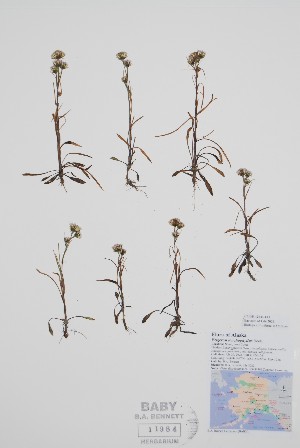  (Erigeron lonchophyllus - CCDB-42644-F11)  @11 [ ] by (2023) Unspecified B.A. Bennett Herbarium (BABY)