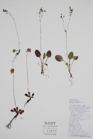  ( - CCDB-42644-F2)  @11 [ ] by (2023) Unspecified B.A. Bennett Herbarium (BABY)