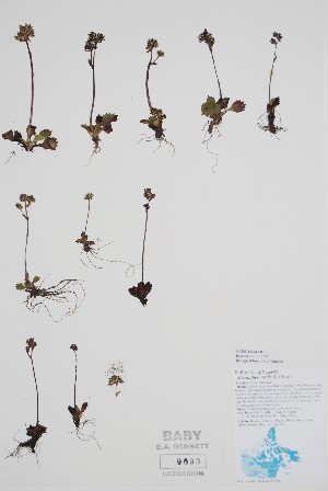  ( - CCDB-42644-F3)  @11 [ ] by (2023) Unspecified B.A. Bennett Herbarium (BABY)