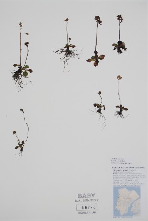  ( - CCDB-42644-F4)  @11 [ ] by (2023) Unspecified B.A. Bennett Herbarium (BABY)