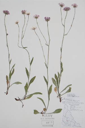  (Erigeron glabellus - CCDB-42644-F9)  @11 [ ] by (2023) Unspecified B.A. Bennett Herbarium (BABY)