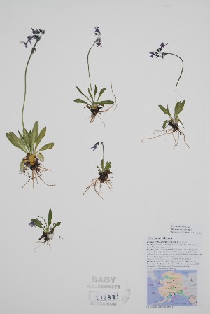  (Primula tschuktschorum - CCDB-42644-G2)  @11 [ ] by (2023) Unspecified B.A. Bennett Herbarium (BABY)