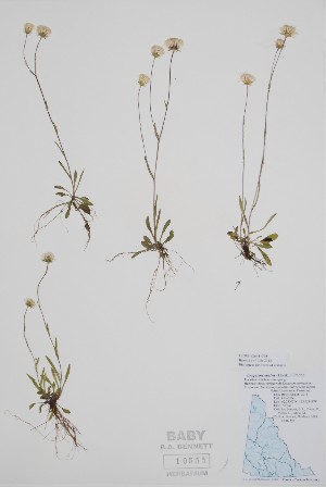  (Erigeron - CCDB-42644-G8)  @11 [ ] by (2023) Unspecified B.A. Bennett Herbarium (BABY)