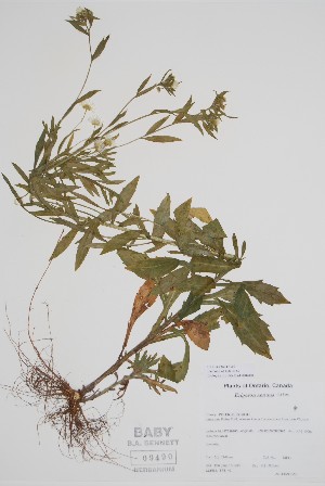  (Erigeron annuus - CCDB-42644-G9)  @11 [ ] by (2023) Unspecified B.A. Bennett Herbarium (BABY)