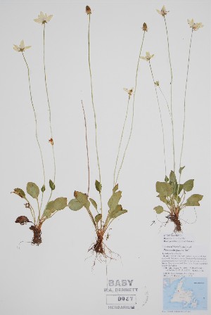  ( - CCDB-42644-H1)  @11 [ ] by (2023) Unspecified B.A. Bennett Herbarium (BABY)