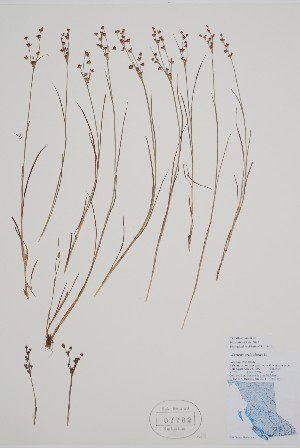  ( - CCDB-42644-H10)  @11 [ ] by (2023) Unspecified B.A. Bennett Herbarium (BABY)