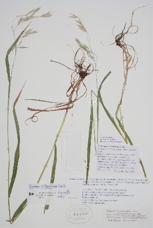  (Bromus richardsonii - CCDB-42644-H11)  @11 [ ] by (2023) Unspecified B.A. Bennett Herbarium (BABY)