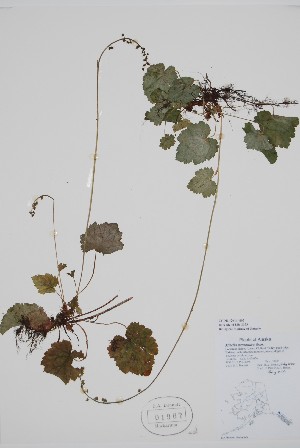  (Mitella pentandra - CCDB-42644-H2)  @11 [ ] by (2023) Unspecified B.A. Bennett Herbarium (BABY)