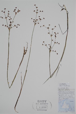  ( - CCDB-42644-H9)  @11 [ ] by (2023) Unspecified B.A. Bennett Herbarium (BABY)
