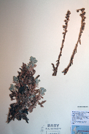  (Artemisia stelleriana - CCDB-18322-E5)  @13 [ ] CreativeCommons - Attribution Non-Commercial Share-Alike (2012) CBG Photography Group Unspecified