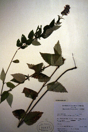  (Agastache foeniculum - CCDB-18331-D9)  @11 [ ] CreativeCommons - Attribution Non-Commercial Share-Alike (2012) CBG Photography Group Unspecified