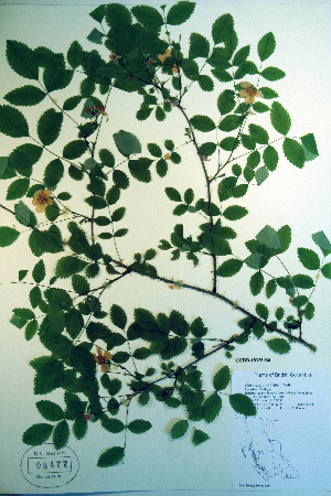  ( - CCDB-18336-B6)  @11 [ ] CreativeCommons - Attribution Non-Commercial Share-Alike (2012) CBG Photography Group Unspecified