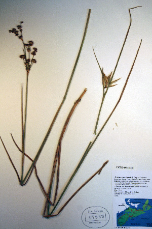  (Juncus canadensis - CCDB-18343-H5)  @11 [ ] CreativeCommons - Attribution Non-Commercial Share-Alike (2012) CBG Photography Group Unspecified