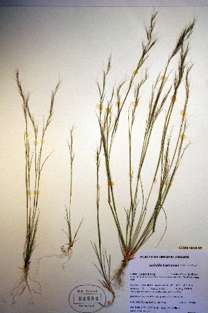  (Aristida basiramea - CCDB-18344-D3)  @11 [ ] CreativeCommons - Attribution Non-Commercial Share-Alike (2012) CBG Photography Group Unspecified