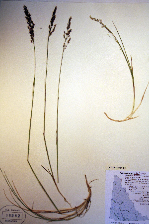  (Calamagrostis holmii - CCDB-18344-E4)  @11 [ ] CreativeCommons - Attribution Non-Commercial Share-Alike (2012) CBG Photography Group Unspecified