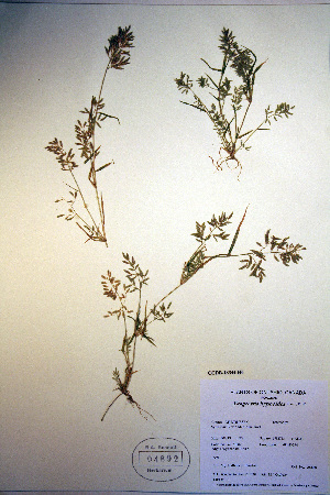  (Eragrostis hypnoides - CCDB-18344-H6)  @11 [ ] CreativeCommons - Attribution Non-Commercial Share-Alike (2012) CBG Photography Group Unspecified