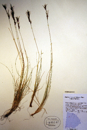  (Festuca viviparoidea - CCDB-18344-B7)  @11 [ ] CreativeCommons - Attribution Non-Commercial Share-Alike (2012) CBG Photography Group Unspecified