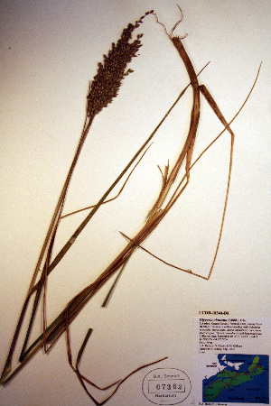  (Glyceria obtusa - CCDB-18344-D8)  @11 [ ] CreativeCommons - Attribution Non-Commercial Share-Alike (2012) CBG Photography Group Unspecified