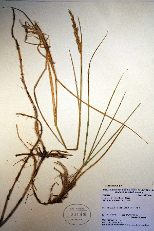  (Elymus repens - CCDB-18344-E9)  @11 [ ] CreativeCommons - Attribution Non-Commercial Share-Alike (2012) CBG Photography Group Unspecified